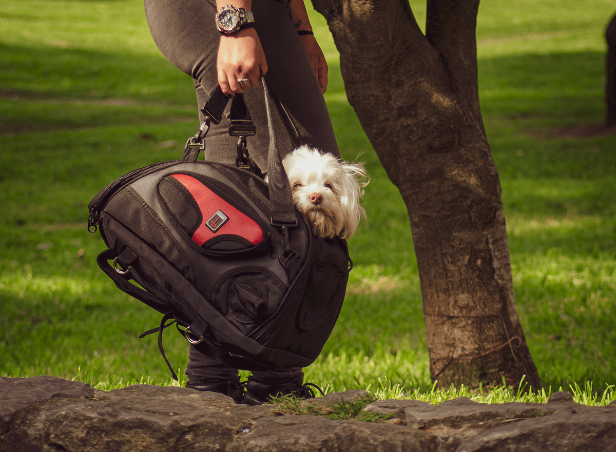 La PetBag está diseñada para transportar a tu mascota de manera cómoda y segura. Cuenta con un sistema de sujeción estable, ventilación óptima para su bienestar y materiales de alta calidad que garantizan durabilidad y confort