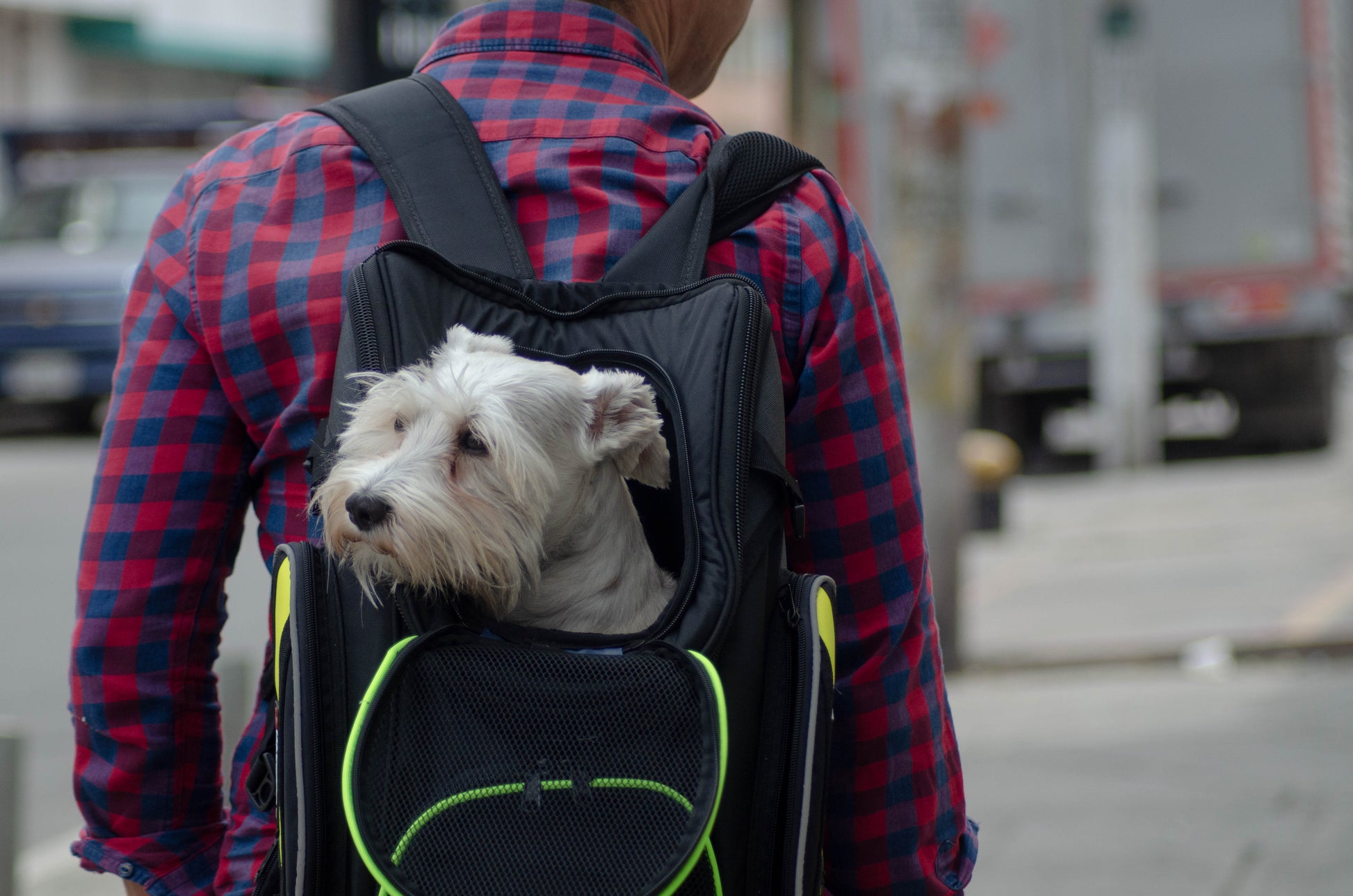 PetBag™ | Maleta para transportar Mascotas en moto con Arnés y Extra-S –  Masterbag Latam