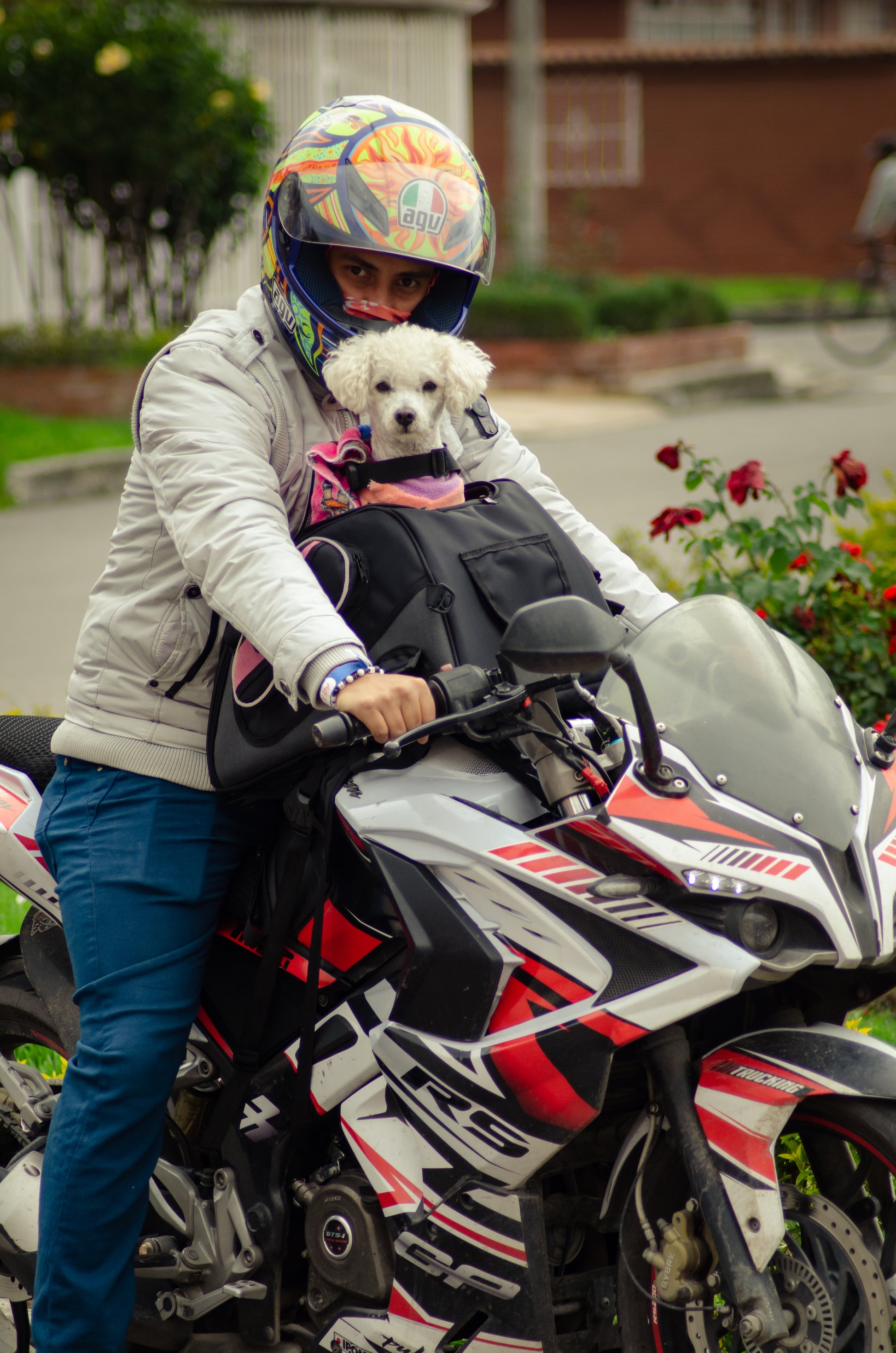 PetBag™  | Maleta para transportar Mascotas en moto con Arnés  y Extra-Seguridad
