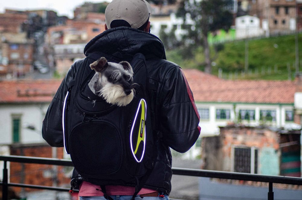 PetBag, Maleta / Bolso impermeable para moto con sujeción segura y ventilación óptima para transportar mascotas. Hecho con material de alta calidad y compatible con diversas gamas de motos