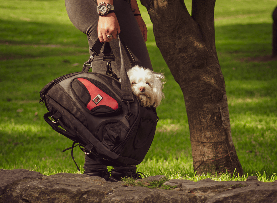 La PetBag está diseñada para transportar a tu mascota de manera cómoda y segura. Cuenta con un sistema de sujeción estable, ventilación óptima para su bienestar y materiales de alta calidad que garantizan durabilidad y confort
